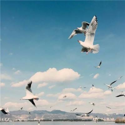 乐鱼游戏app在线登录下载手机版