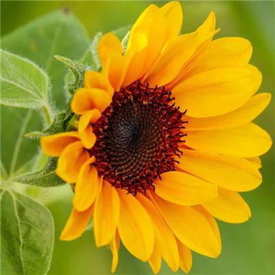 bob·体育综合app